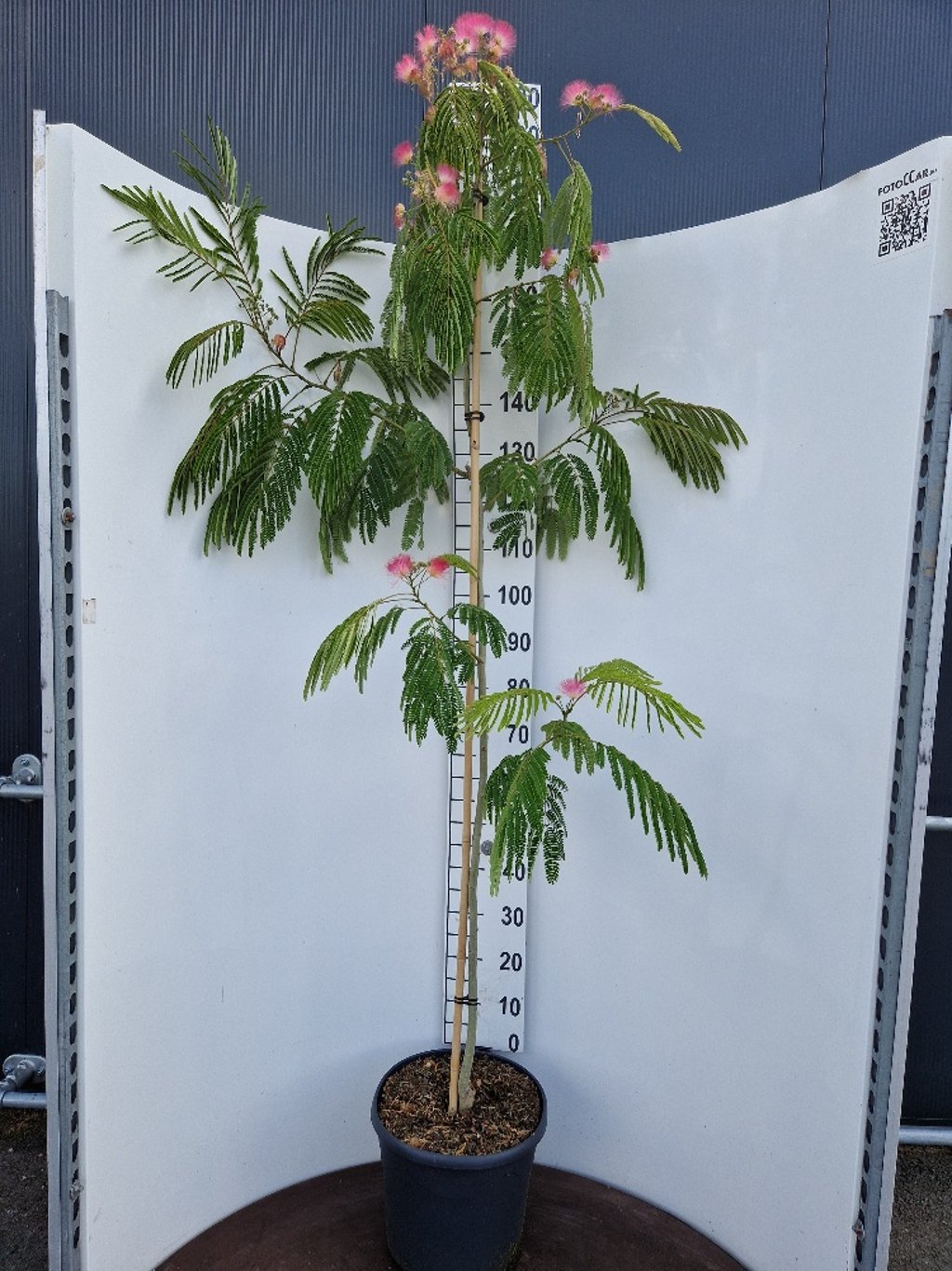 Albizia julibr. 'Ombrella' - C20 175-200 CM